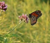 Butterfly4
